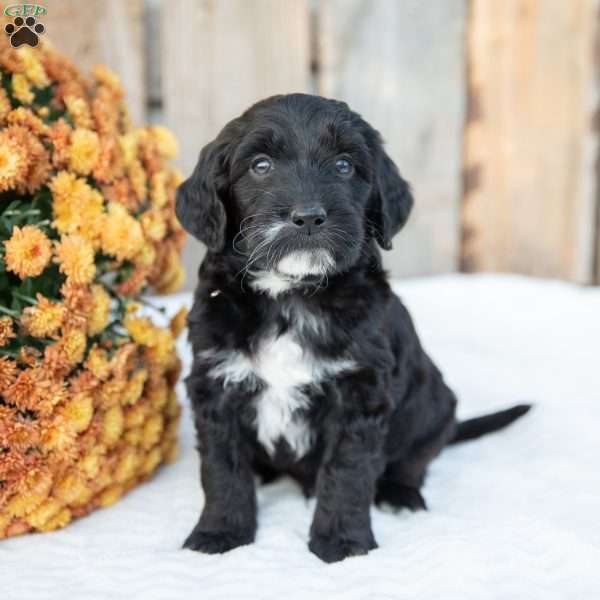 Peter, Mini Goldendoodle Puppy